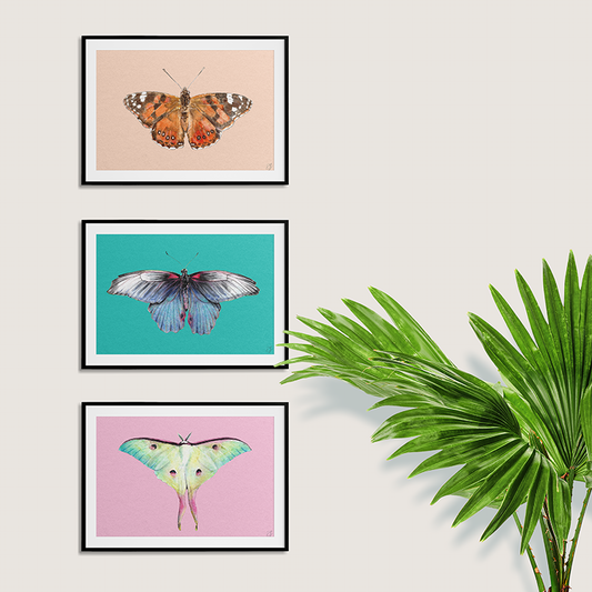 Butterfly A5 Poster Bundle