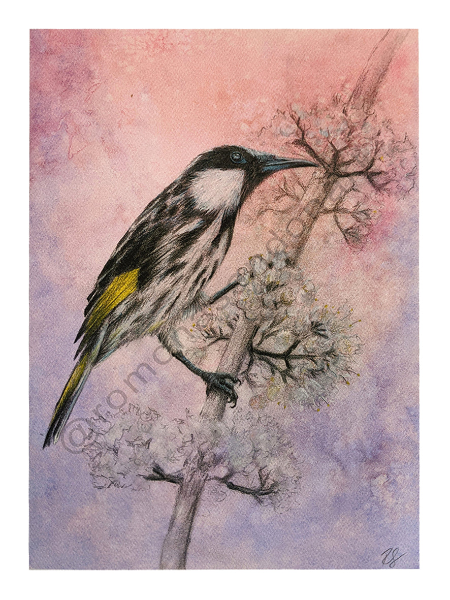 Honeyeater bird art print purple pink by Romona Sandon Art & Design