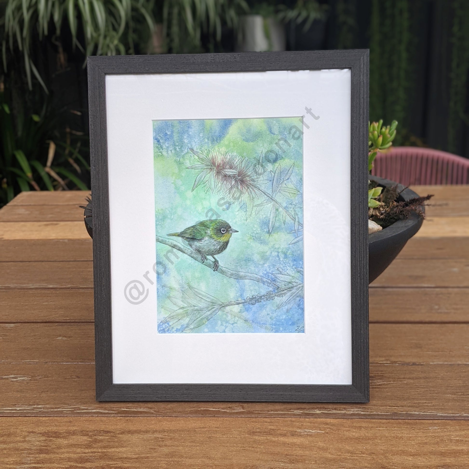 Silvereye bird art original in blue and green with bottlebrush flower Australian art by Romona Sandon Art & Design