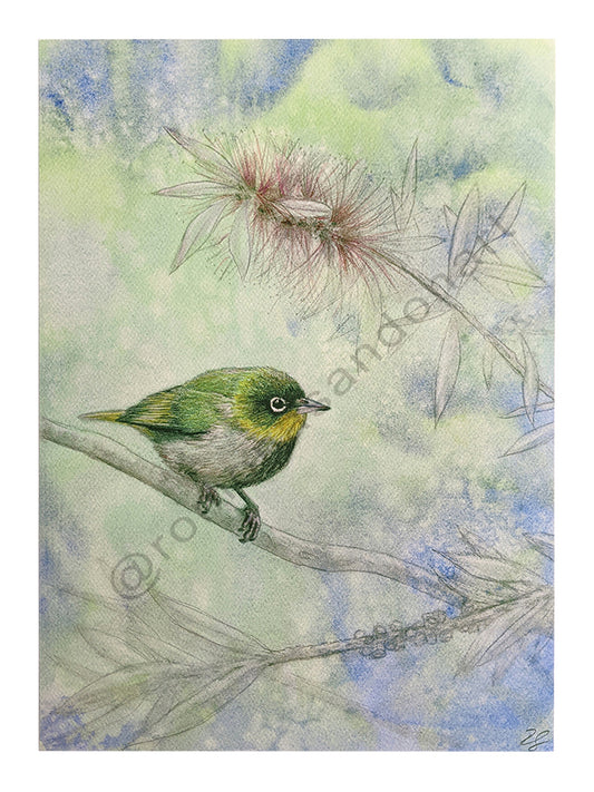 Silvereye bird art print in blue and green with bottlebrush flower Australian art by Romona Sandon Art & Design