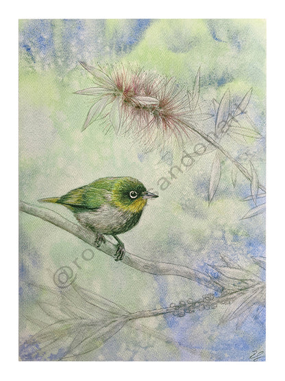 Silvereye bird art original in blue and green with bottlebrush flower Australian art by Romona Sandon Art & Design